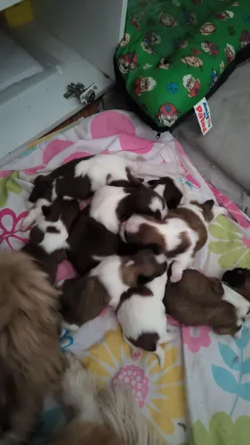 Filhote de shih Tzu
