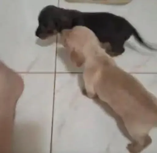 Basset teckel puro disponivel