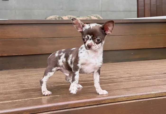 Chihuahua de alto padrão disponível