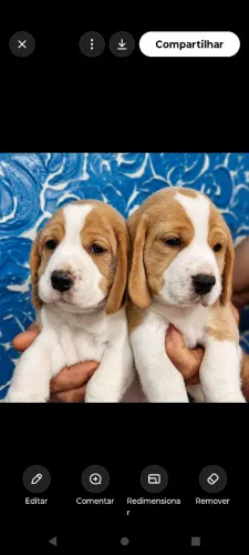 Filhote de Beagle