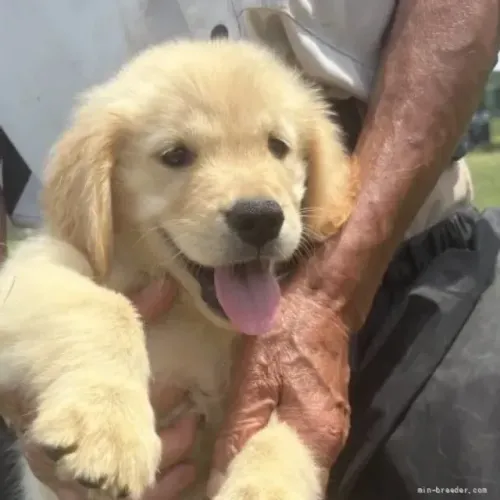 Bebezinho Golden Retriever saudáveis e muito sociáveis