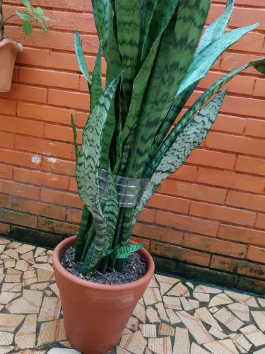 Planta Espada de São jorge de 1,30 cm