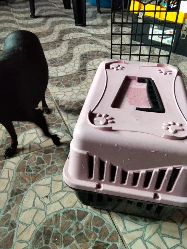 Casinha de gato e cachorro ?