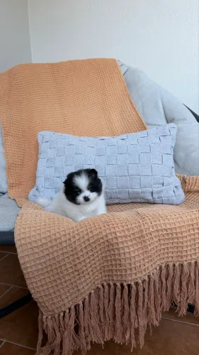 Filhote macho de Spitz Alemão Anão (Lulu da pomerânia)