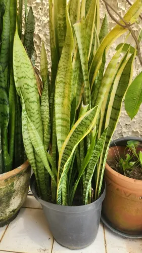 Espada de São Jorge+Jibóia+Lança de São Jorge por 35