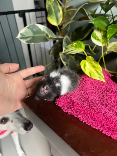 Filhote de hamster sírio Panda