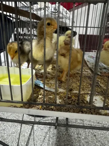 Pintinhos brahma