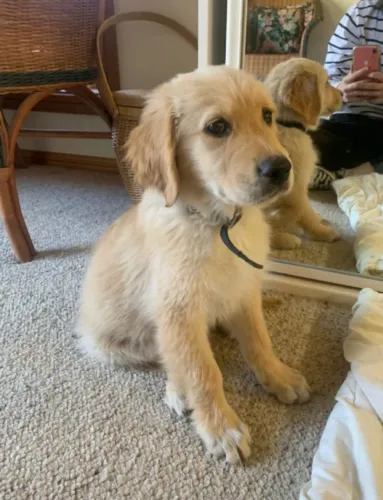 Golden Retriever Seu próximo pet pode começar por aqui