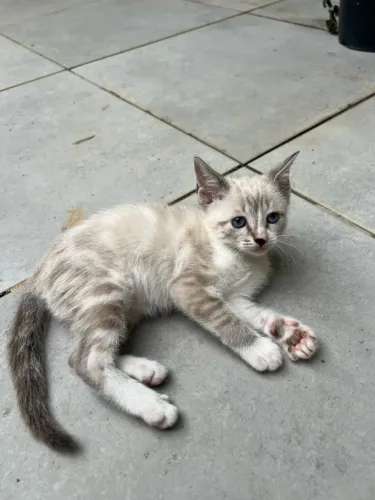Doa-se gatinhos filhotes