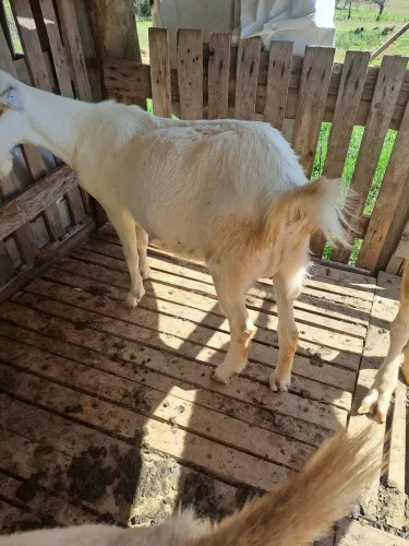 Cabras
