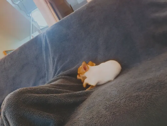Vendo cachorrinha chihuahua, 2 mess vermífugada e vacinada com a primeira dose
