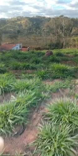 Vendo esse terreno 