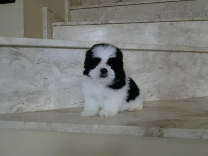 Fofuras de lhasa apso macho