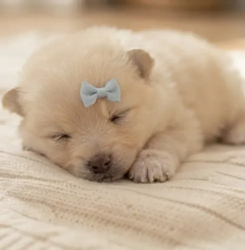 Lindos lulu da Pomerania anoes Femea e Machos Com Pedigree