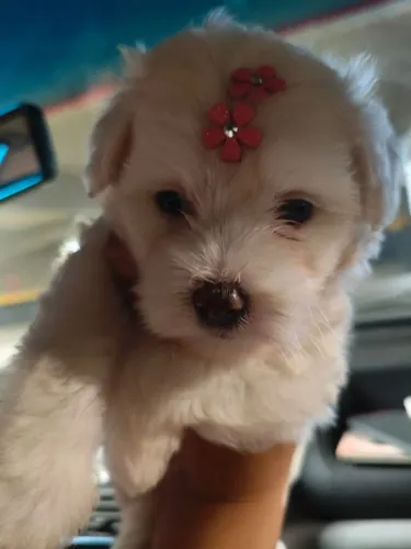 Filhotes de Poodle disponíveis