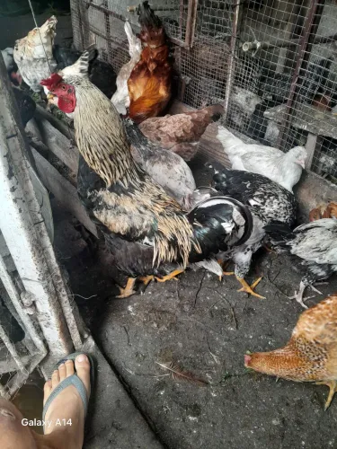 Frangos, galinhas e galos caipiras