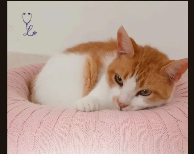 Hospedagem pet exclusiva| home care pet | Petsitter