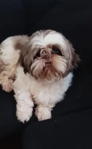 Shih Tzu procura namorada 