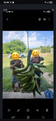 Mudas de bananas BRS TERRA ANÃ pacovã 