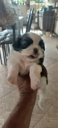 FILHOTES DE SHIH-TZU À VENDA