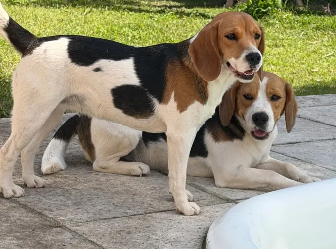 CASAL DE BEAGLES À PROCURA DE UM NOVO LAR