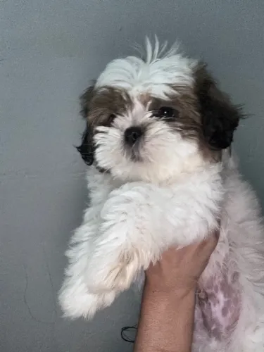 Shih tzu