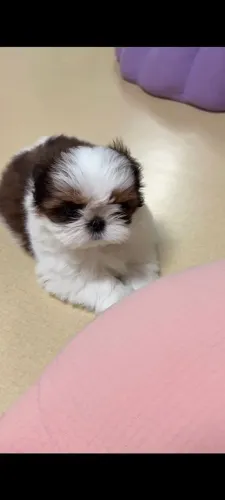 Filhote de Shih Tzu 