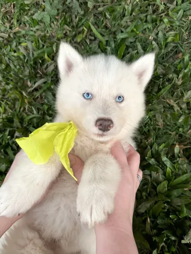 Husky Wooly