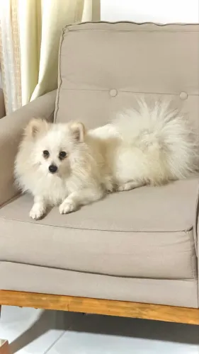 FILHOTES DE SPITZ ALEMÃO (Lulu da pomerânia)