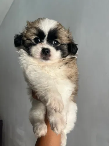 Vendo filhote se podo com Cheetos raça misturada