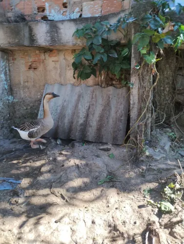 Ganso chinês casal
