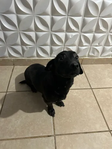 Cachorra em adoção 