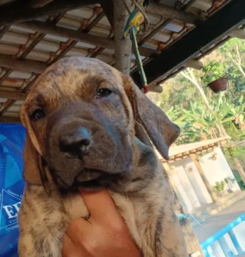Filhote de fila brasileiro MACHO