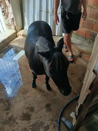 Mini Poney treinado para eventos infantil.