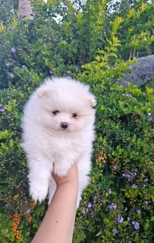 Cachorro Lulu da Pomerania com pelagem fofa e farta.