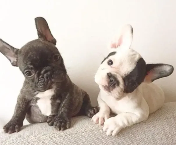 Bulldog Francês Filhotes Excelentes Perfeitos.