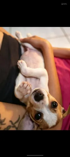 3 Cãezinhos para adoção