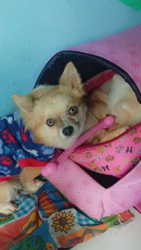 Cachorro chihuahua