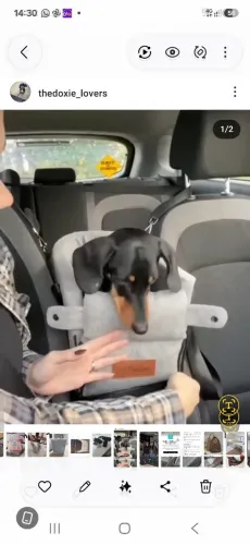 Transporte pet carro 