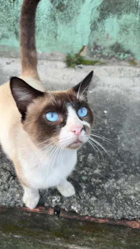 Gato adulto para adoção