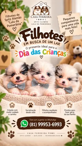 Vendo filhote de Spitz Alemão
