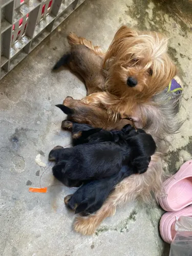 Filhotes de Yorkshire Terrier