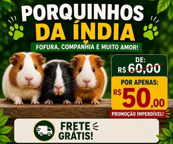 Porquinho da Índia