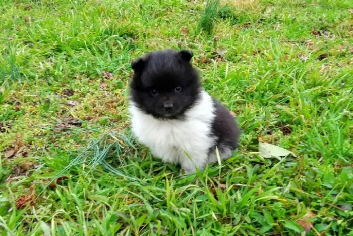 Filhotes de Spitz Alemão | Um amorzinho de cachorro para sua vida.