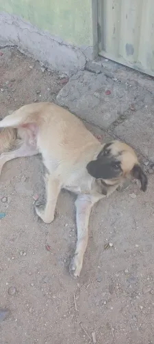 Para adoção Guardião