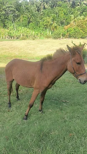 Burro 