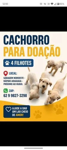 Doação Cachorros