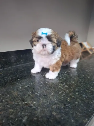 Shih Tzu macho mini