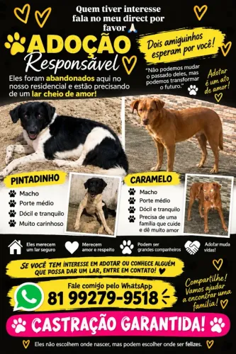 Doa-se cachorros