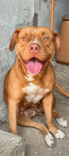 FILHOTES PITBULL